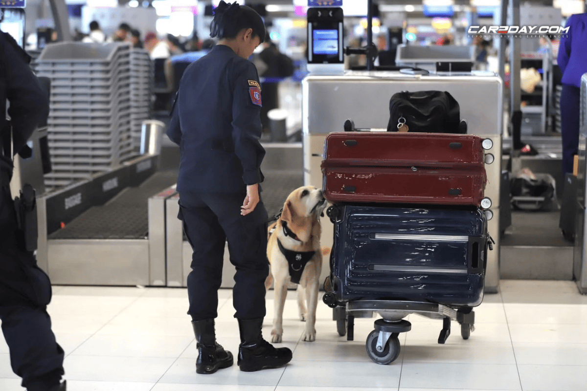 สุนัข K-9 ตรวจสัมภาระ